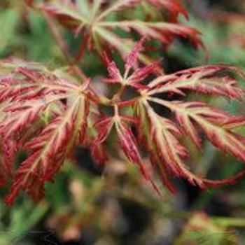 Acer palmatum 'Jubilee' 