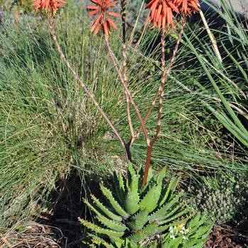 Aloe nobilis