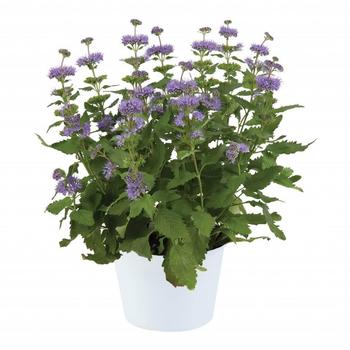 Caryopteris incana 'Blue' 