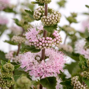 Caryopteris incana Pavilion™ 'Pink'