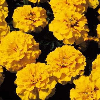 Tagetes patula 'Janie Bright Yellow' 