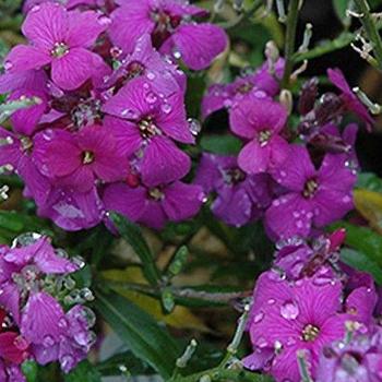 Erysimum 