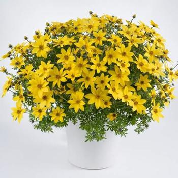 Bidens ferulifolia 'Mega Charm' 