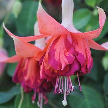 Fuchsia 'Bicentennial' 