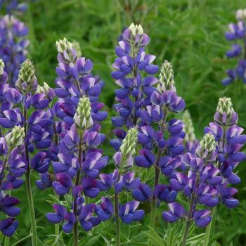 Lupinus 'Avalune Blue'