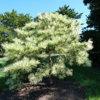 Pinus densiflora 'Oculus Draconis' 
