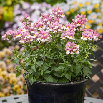 Nemesia foetans 'Lavender Bicolor' 