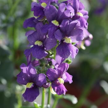 Nemesia foetans 'Deep Blue' 