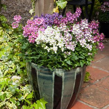 Nemesia foetans 'Mix' 