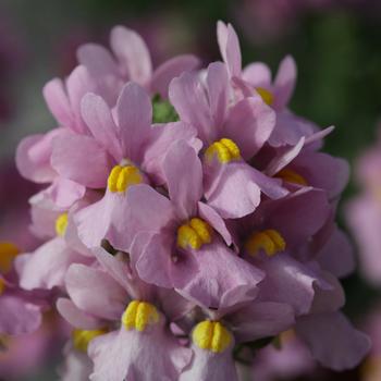 Nemesia foetans Seventh Heaven™ 'Pink'