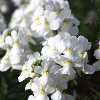 Nemesia foetans Seventh Heaven™ 'White'