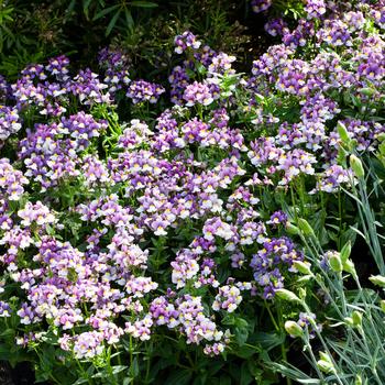 Nemesia foetans 'Blue Bicolor' 