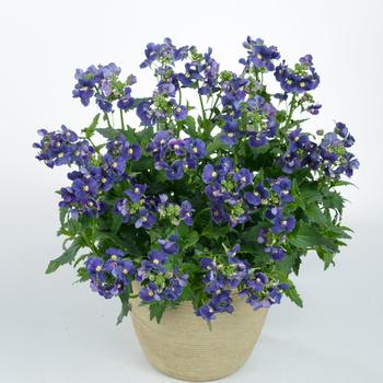 Nemesia fruticans 'Dark Blue' 