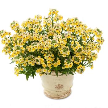 Nemesia fruticans Nesia™ 'Sunshine'