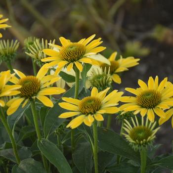 Echinacea 'Canary Feathers' PPAF
