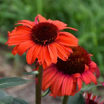 Echinacea Eye-Catcher™ 'Tanager' PPAF
