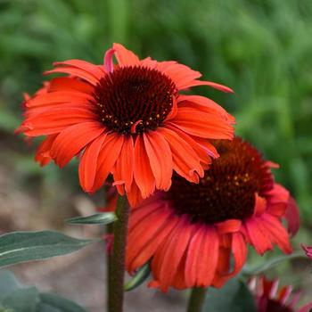 Echinacea Eye-Catcher™ 'Tanager'