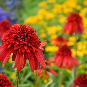 Echinacea purpurea 'Hot Papaya' 