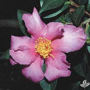 Camellia japonica 'Twilight Glow' 