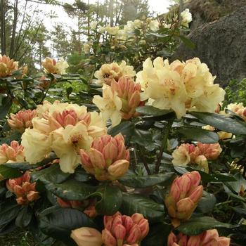 Rhododendron yakushimanum 'Goldschatz' 