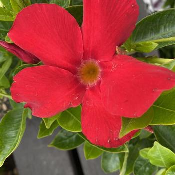 Mandevilla 'Compact Red' 