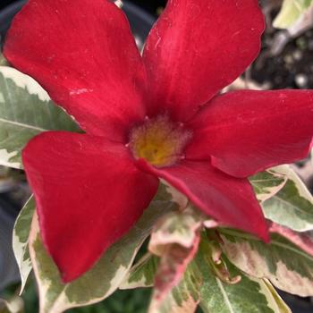 Mandevilla splendens 'FGDIP1RV' 