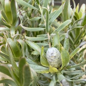 Leucadendron 'Pisa' 