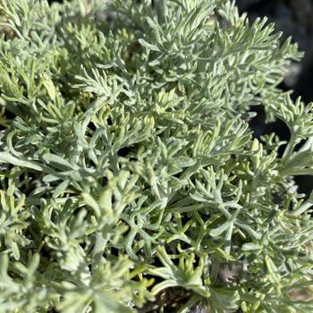 Artemisia versicolor 'Seafoam' 