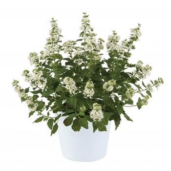 Caryopteris incana Pavilion™ 'White'