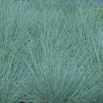 Festuca amethystina 'Superba' 