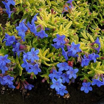 Lithodora diffusa 'Blue Star' 