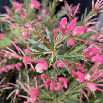 Grevillea juniperina 'Low Form' 