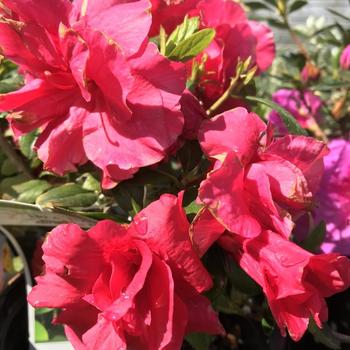 Rhododendron 'Prize' 