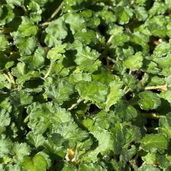 Erodium 'Multiple Varieties' 