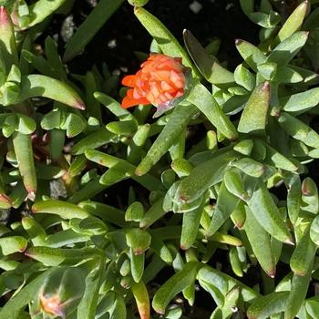 Lampranthus 'Orange' 