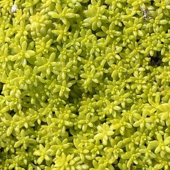 Sedum 'De Oro' 