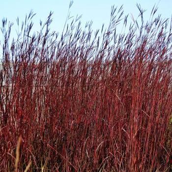 Andropogon gerardii 'Red October' 26283