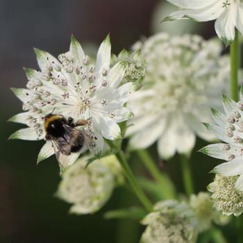 Astrantia major 'Star of Royals' 