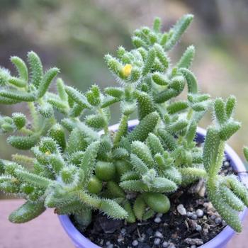 Delosperma echinatum