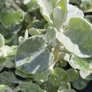 Helichrysum petiolare 'Compacta' 