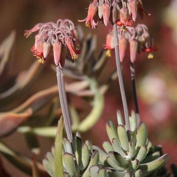 Cotyledon orbiculata 'Happy Young Lady' 