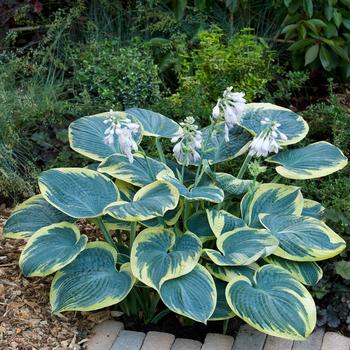 Hosta 'Sugar Daddy' 