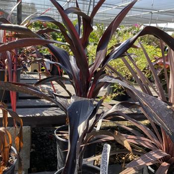 Cordyline fruticosa 'New Guinea Black' 