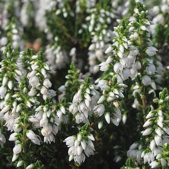 Calluna vulgaris 'Maires' 