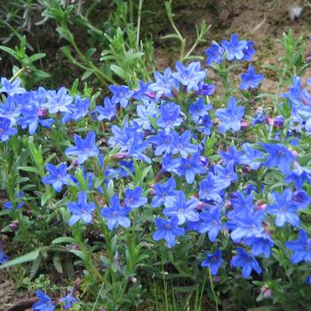 Lithodora 'Heavenly Blue' 