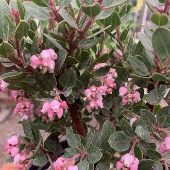 Arctostaphylos 'Greensphere' 