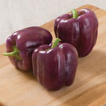 Capsicum annuum 'Islander' 