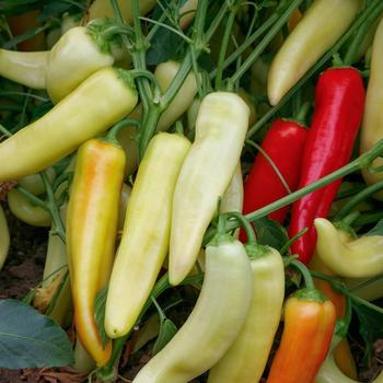 Capsicum annuum 'Lola' 