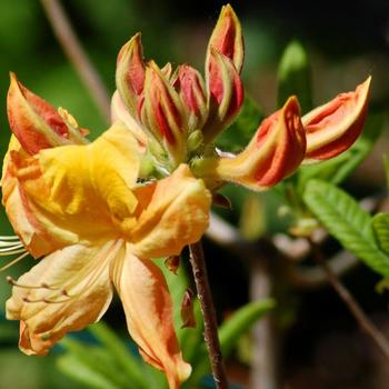 Rhododendron Exbury Hybrid 'High Fashion' 