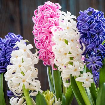 Hyacinthus orientalis 'Delft Blue' 